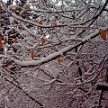 Pierwszy śnieg w RABCE-Zdrój 20.10.2007r #śnieg #rabka