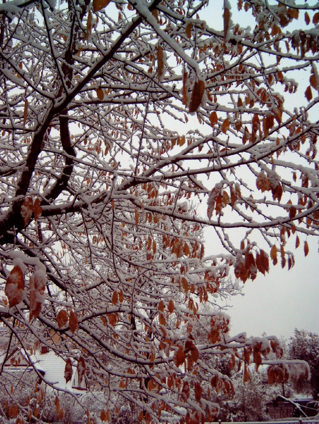 Pierwszy śnieg w RABCE-Zdrój 20.10.2007r #śnieg #rabka