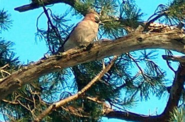 Ptaki #Ptaki #KrynicaMorska #urlop #sójka