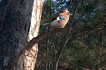 Ptaki #Ptaki #KrynicaMorska #urlop #sójka