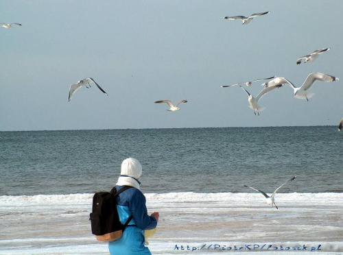 Ptaki #kaczki #KrynicaMorska #mewy #plaża #Ptaki #morze #urlop