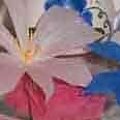 białe i niebieskie gwiazdki z bibułki #artystyczne #bibułkarstwo #BożeNarodzenie #bukiety #chrzest #dekoracje #dekoratorstwo #DlaBabci #DlaCiebie #DlaMamy #DlaTaty #DoBiura #DoRestauracji #DzieńMatki #ekologiczne #imieniny #kartki #kompozycje