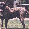 perro de presa canario