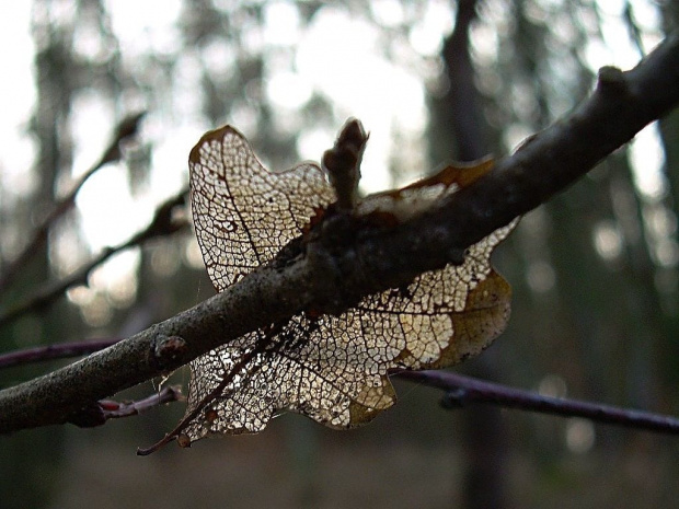 na swoim miejscu, chociaż nie zielony #grudzień #las