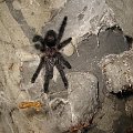 Avicularia purpurea