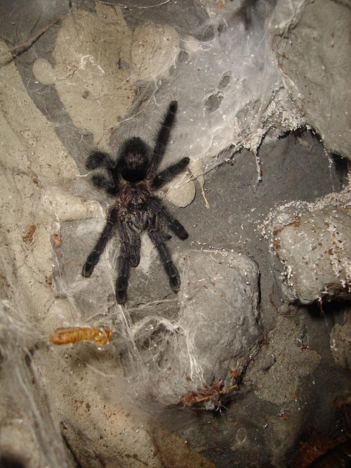 Avicularia purpurea