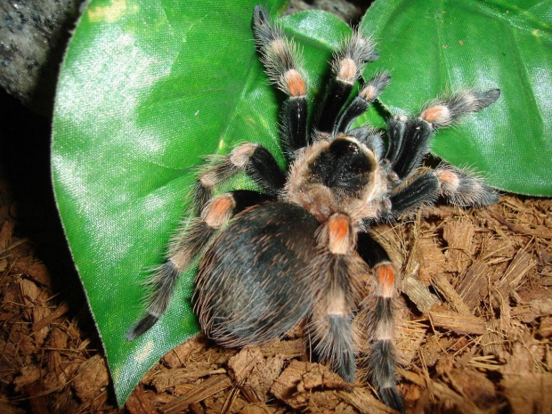 Brachypelma smithi