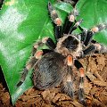 Brachypelma smithi