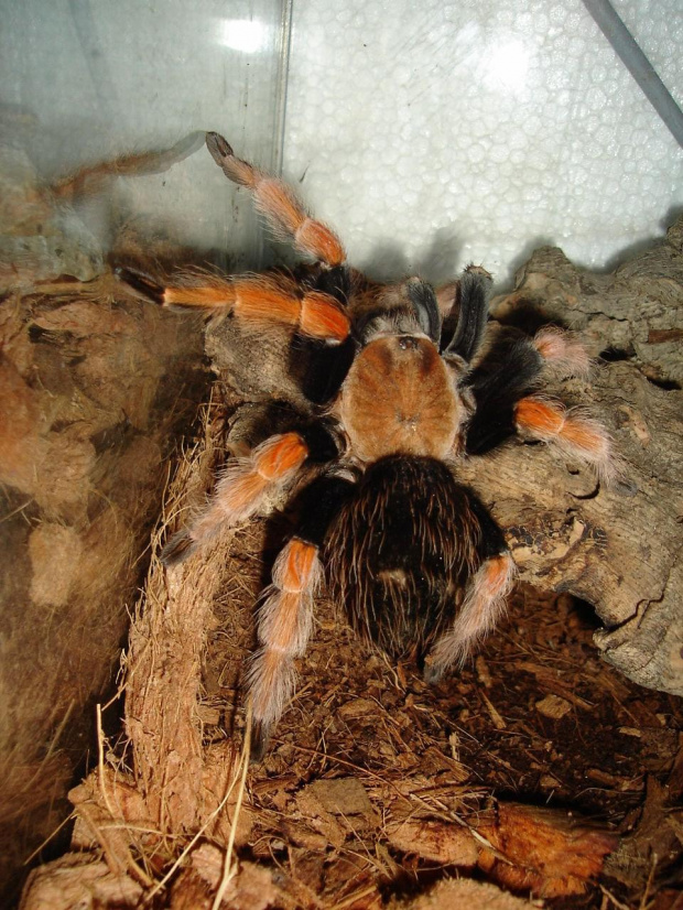 Brachypelma boehmei