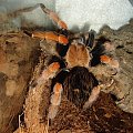 Brachypelma boehmei