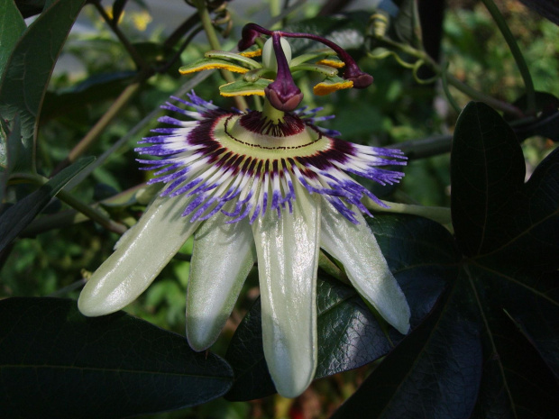 Passiflora caerulea 2