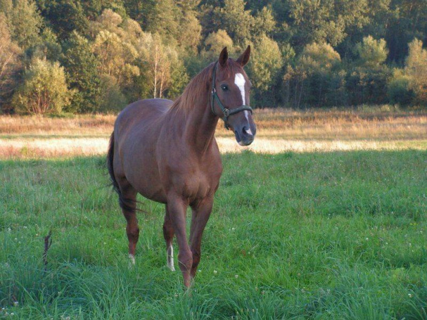 Moja klaczka małopolska Galia:) Startowała w zawodach w skokach klasy CSI***