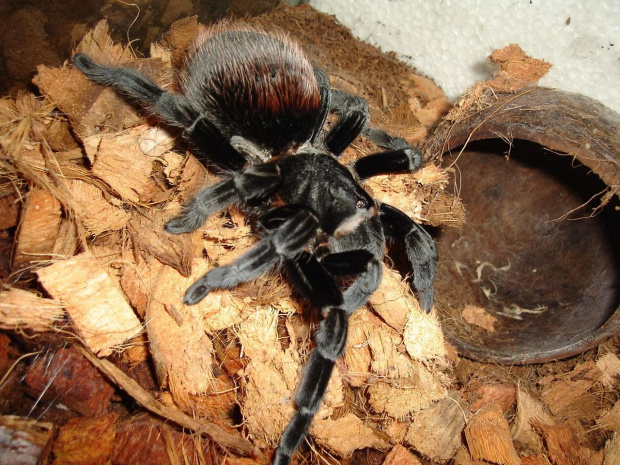 Brachypelma vagans