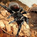 Brachypelma vagans