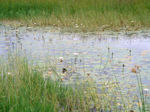 Gabon 2006