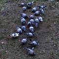 Głodne gołębie #PtakiGołebie