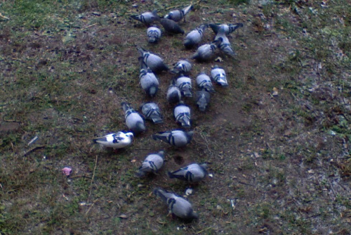 Głodne gołębie #PtakiGołebie