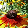 #rudbekia #kwiaty #przyroda #owady