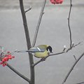 #jarzębina #zima #sikorka #drzewo #ptak #ptaki