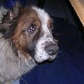 Bernardyn Pies w wieku ok. 10 lat został znaleziony w wigilię na torowisku w Zielonce. Najprawdopodobniej został wyrzucony z samochodu!!! Jest bardzo zaniedbany i przeraźliwie smutny, z trudem znajduje siłę na to, by samodzielnie chodzić. Przyjazny i u...