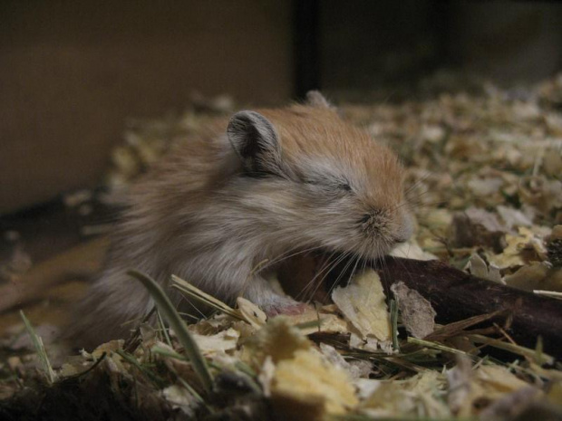 #skoczki #myszoskoczki #gerbil #gerbile #myszoskoczek