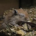 #skoczki #myszoskoczki #gerbil #gerbile #myszoskoczek