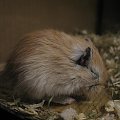 #skoczki #myszoskoczki #gerbil #gerbile #myszoskoczek