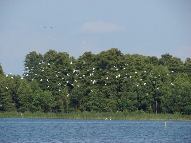 czaple białe w locie- rekord południowej Wielkopolski- ponad 140 sztuk w stadzie #ptaki #czapla #CzaplaBiała