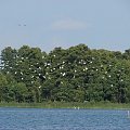 czaple białe w locie- rekord południowej Wielkopolski- ponad 140 sztuk w stadzie #ptaki #czapla #CzaplaBiała