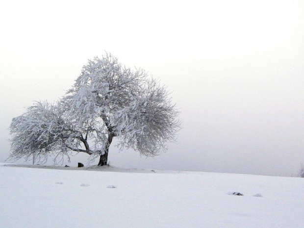 Zdjęcia Bieszczad zimą. Grudzień 2007 #GóryZimaŚniegMgła