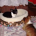 Parys i Nina - walka o nowe lozeczko #Chihuahua #Nina #OwczarekSzetlandzki #psy #pupil #sheltie #Parys #szczeniak #walka #zabawa