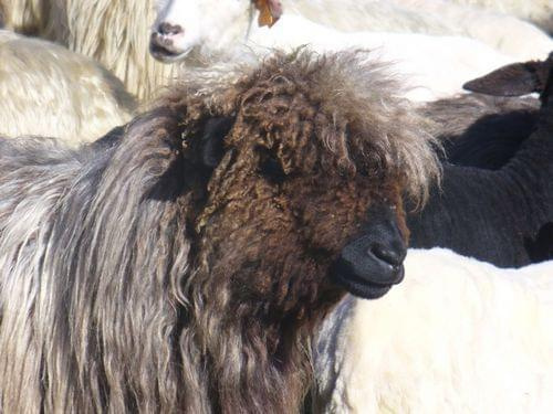 #zwierzęta #owca #góry #redyk #hala