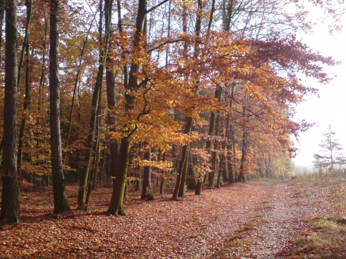 Jesień w lesie - okolica za j. miejskim od strony Rataj #CHODZIEŻ