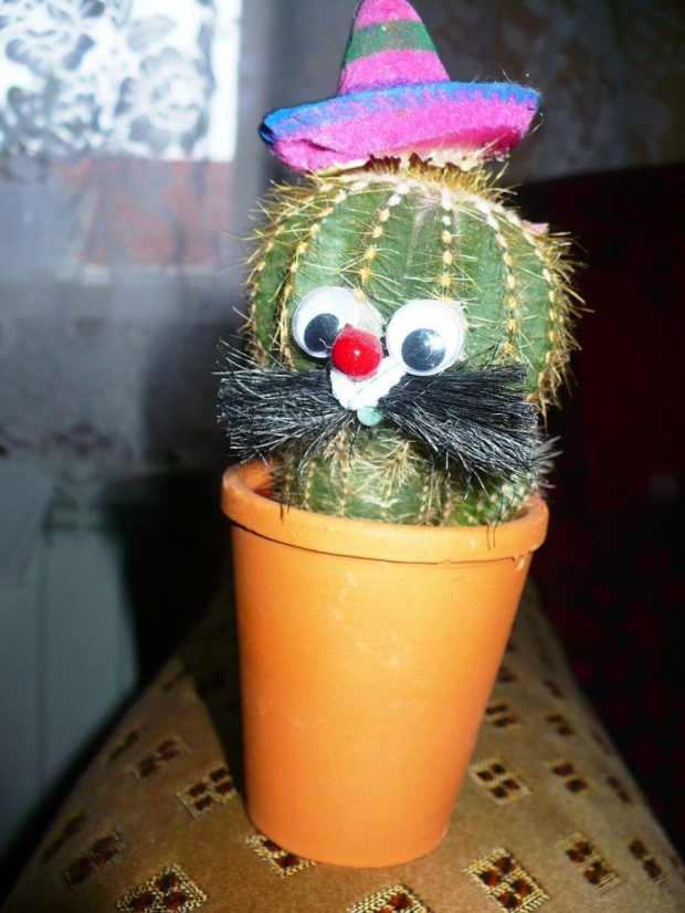 kaktusik #Kaktus #kaktusik #roslina