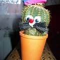 kaktusik #Kaktus #kaktusik #roslina