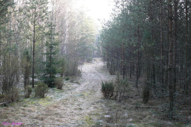 Puszcza Piska #PuszczaPiska #Mazury