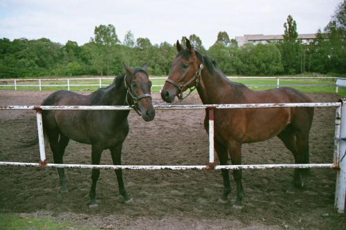 Polo i Tornado