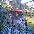 Grzyb na drzewie nad rzeką Bóbr lato 2007r. #Grzyby #przyroda