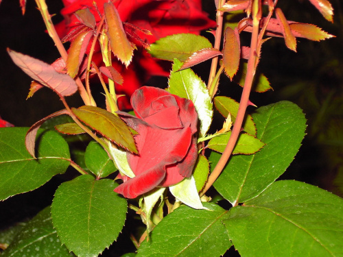 Róża bordowa kwitnie od maja do września