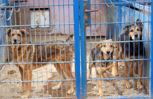 Agro poznał co to ból i prawdziwy głód.
Ten duży pies otrzymał wiele cierpień z ręki człowieka. W schronisku czeka na nowy dom już od 09.05.2005r. Jego nr ewiedencyjny to 1396 #psy #pies #AGRO